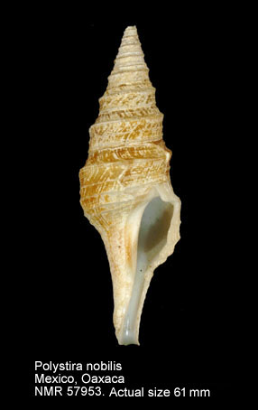 Polystira nobilis (4).jpg - Polystira nobilis (Hinds,1843)